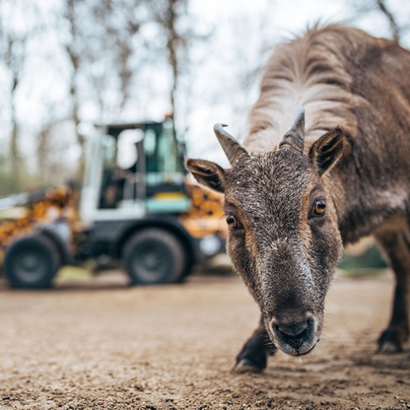 liebherr zoo 586x586 tahr bildquadrattext