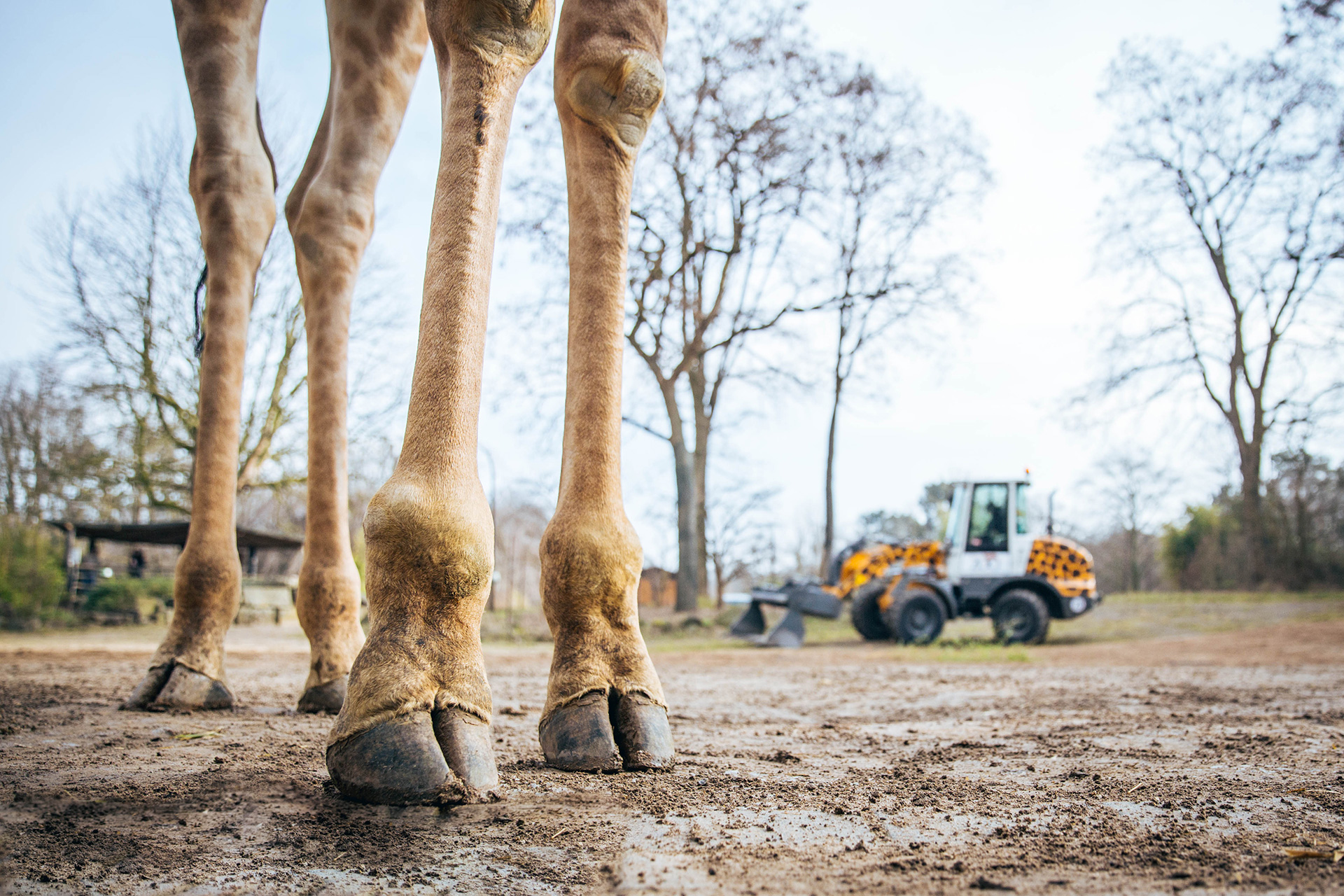 liebherr-defreeze-alternative-Tierisch gut drauf