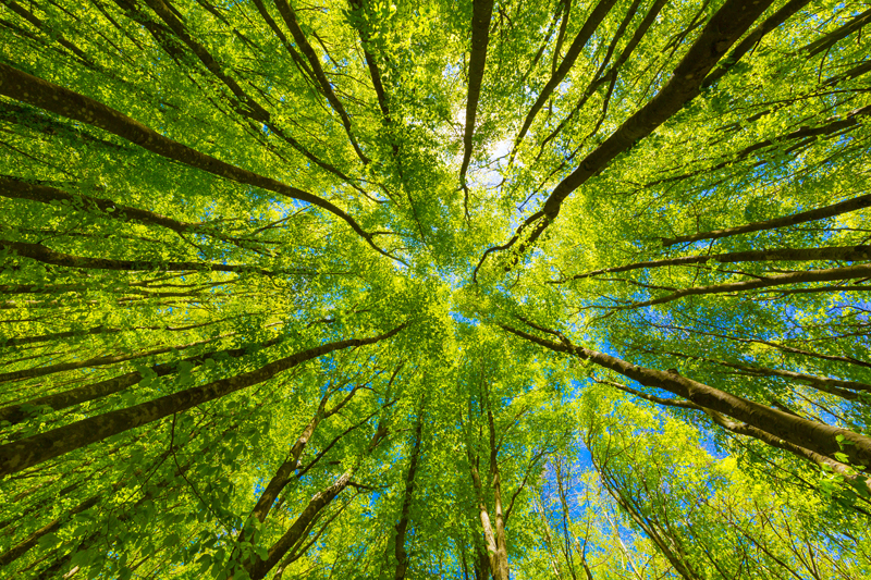 Liebherr-Aerospace & Transportation SAS has joined the International Aerospace Environmental Group (IAEG)