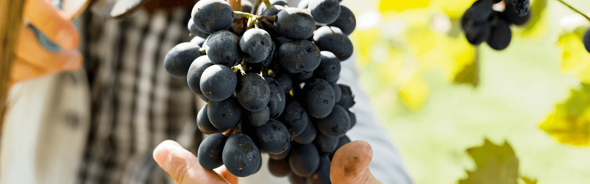 Close-up of dark purple grapes on the vine, with a blurred man in the background gently holding a grape cluster between his thumb and forefinger.