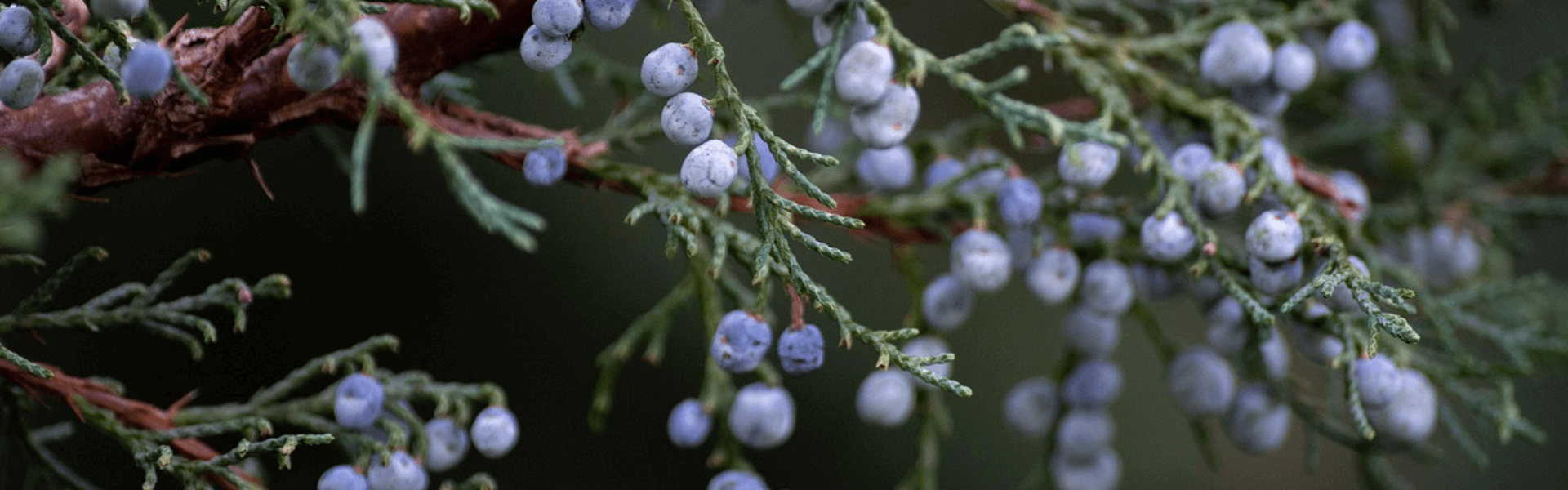 A close-up of a juniper tree with green needles and small dark berries, the key botanical in gin.