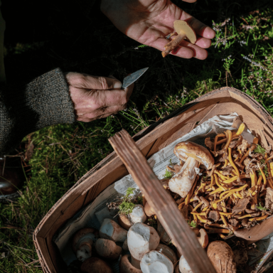 Foraging Close view of a wicca basket with foraged mushrooms and different herbs with male hands holding a knife and a foraged mushroom