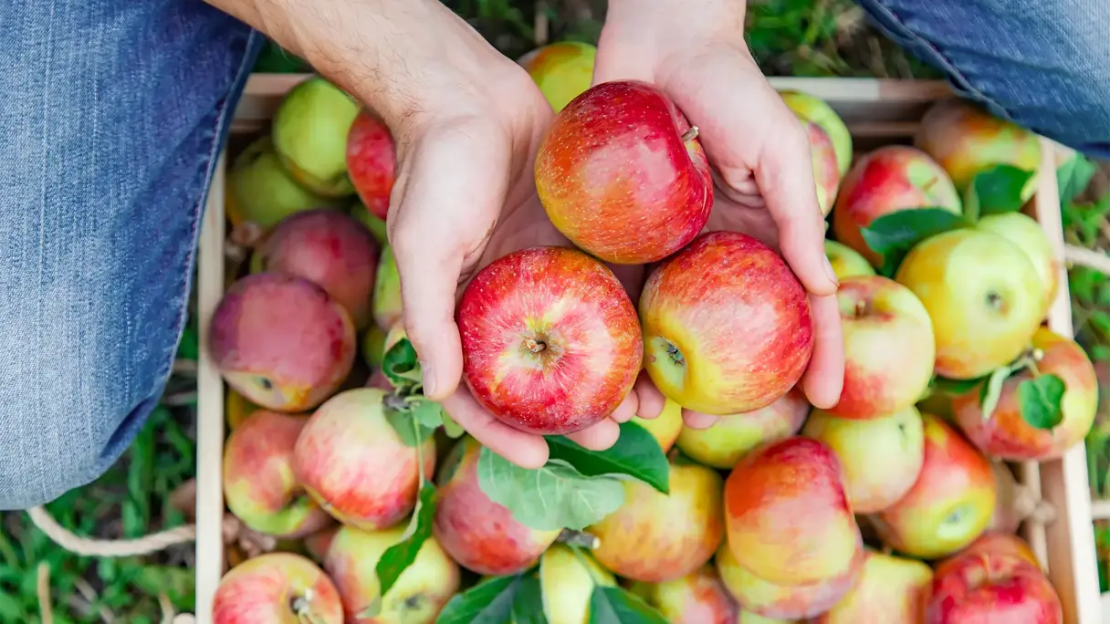 Eine Person beugt sich über eine gefüllte Apfelkiste und hält frisch geerntete Äpfel in der Hand.