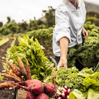 Farm-to-Table – so frisch und regional wie möglich Eine Person im Gemüsefeld legt frisch geerntetes Wurzel- und Blattgemüse in eine Kiste; im Vordergrund liegen Karotten, Rote Bete und Radieschen.