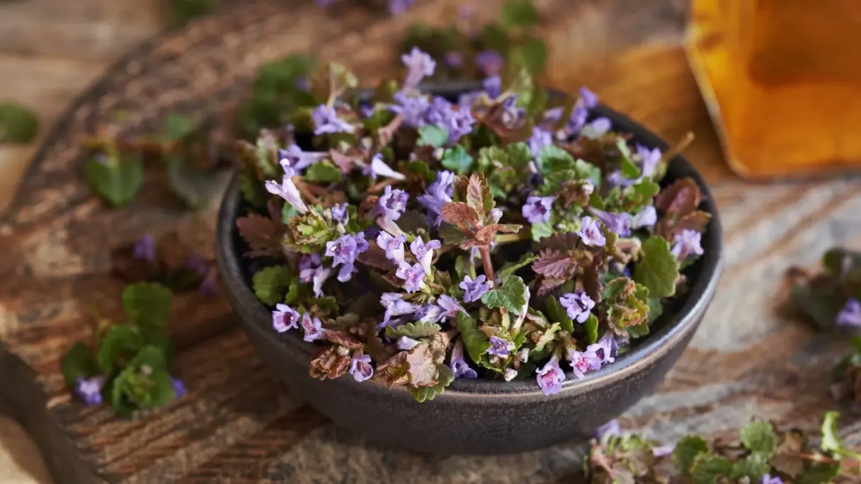 How should wild plants be properly processed and stored? Dried wild plants in a basket.