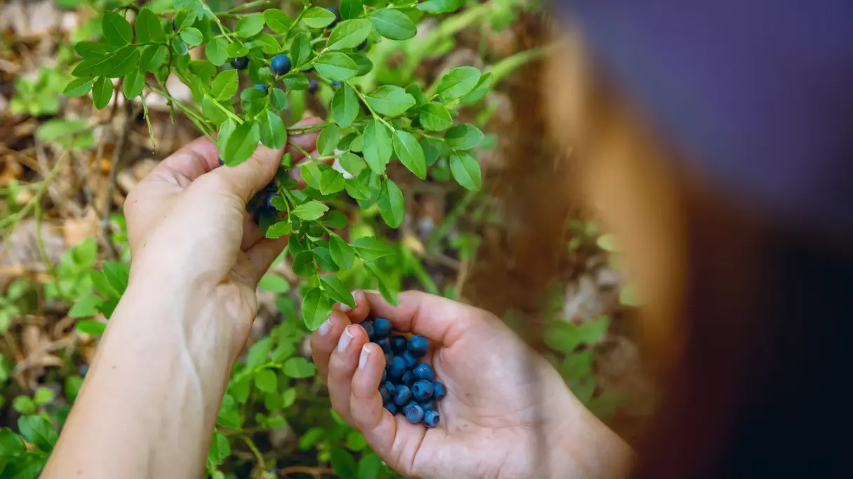 What is urban foraging? Wild berries being picked from a bush.