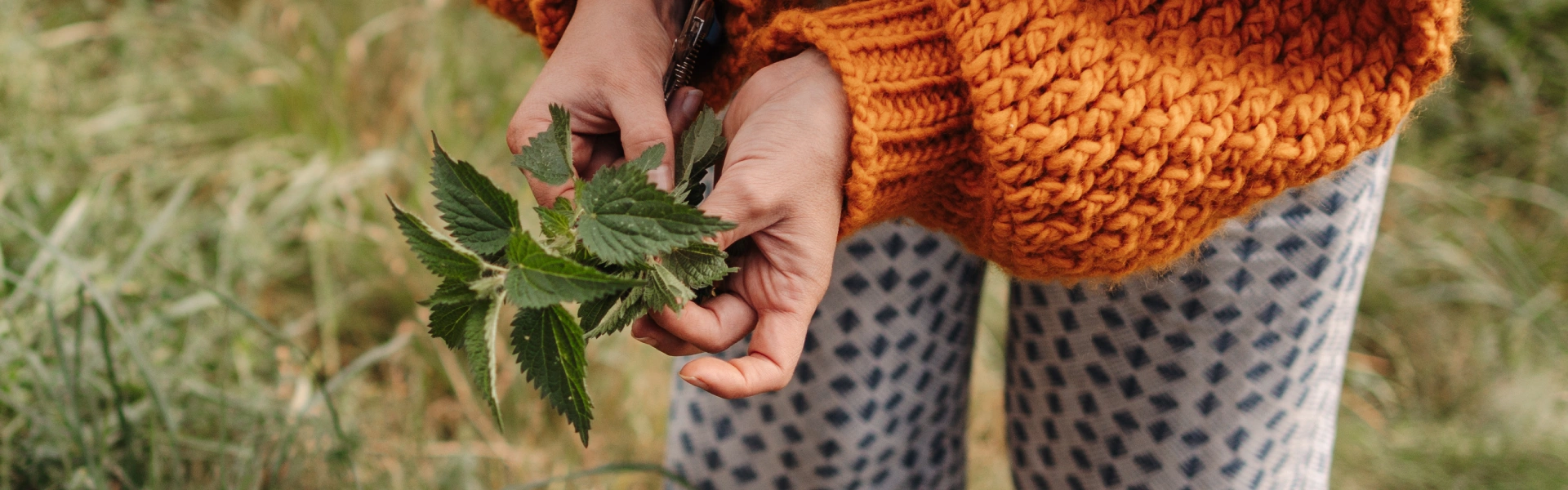 Foraging Foraging for wild foods