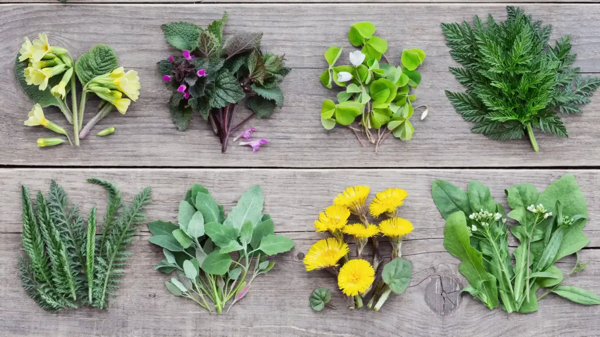 What are the dangers and risks associated with foraging? Wild plants that have been gathered, spread out on a wooden board.