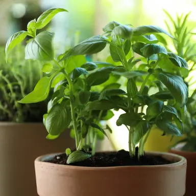 Grüne Kräuterpflanzen im Topf: Thymian, Basilikum und Rosmarin