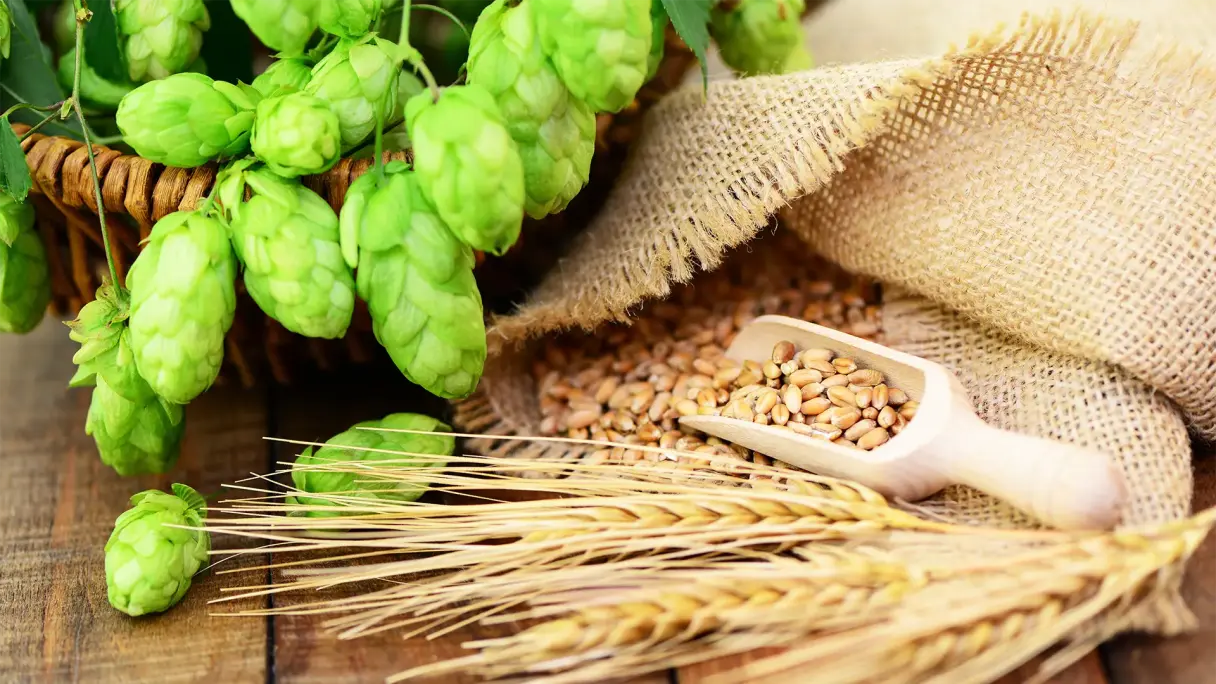Bier reifen Grüne Hopfenzweige im Korb neben Leinensäckchen mit Malz und Gerstenähren auf rustikalem Holztisch.