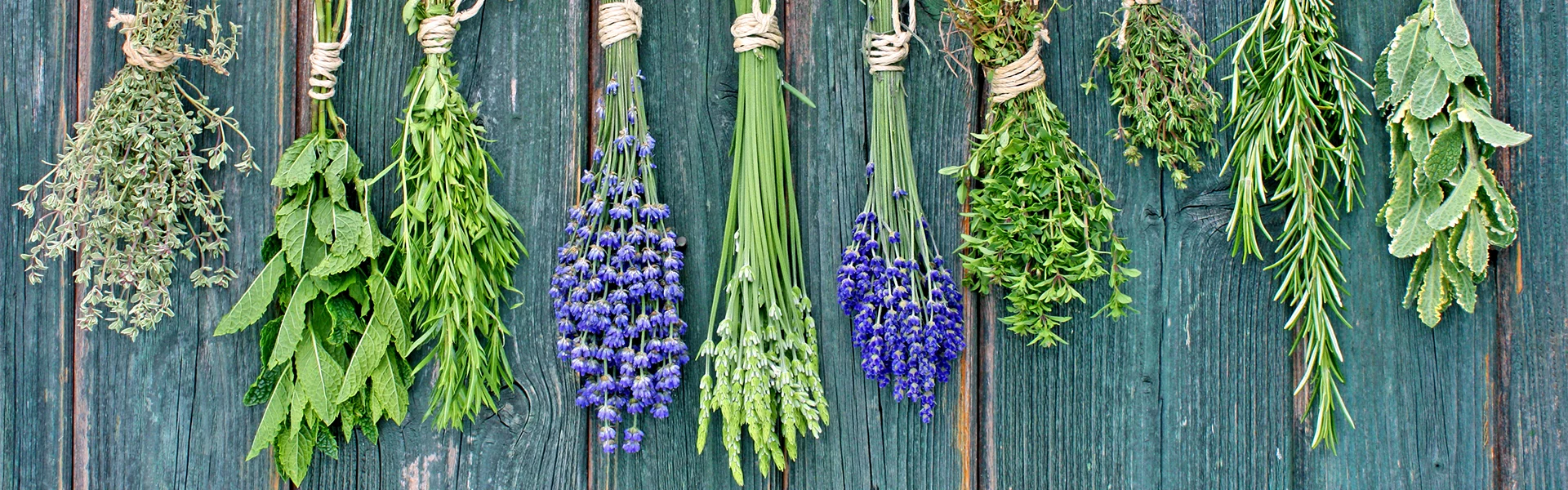 Verschiedene Kräuter wie Rosmarin, Thymian, Salbei und Minze hängen in Bündeln an einer Leine an einer blaugrünen Holzwand.