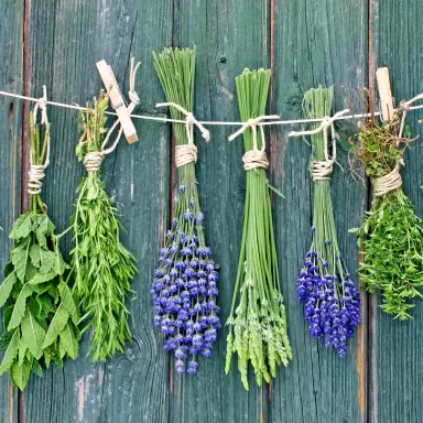 Verschiedene Kräuter wie Rosmarin, Thymian, Salbei und Minze hängen in Bündeln an einer Leine an einer blaugrünen Holzwand.