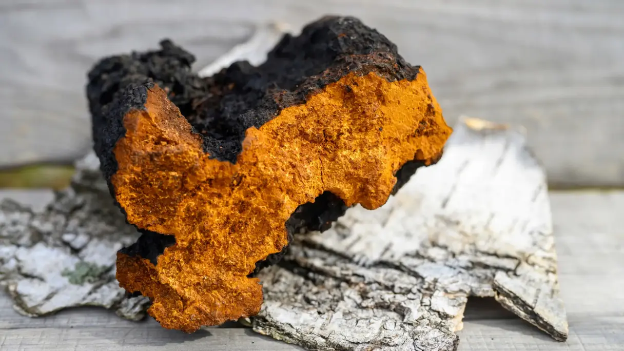 Mushroom coffee Brown chaga mushroom on birch bark as an ingredient for mushroom coffee.
