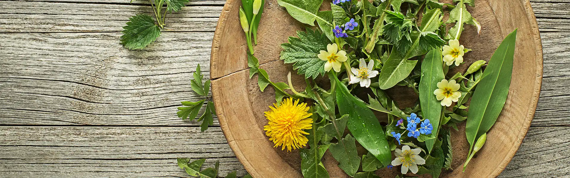 Heller Holztisch mit einem Holzteller, der verschiedene Wildkräuter zeigt, darunter Löwenzahn und Bärlauch.