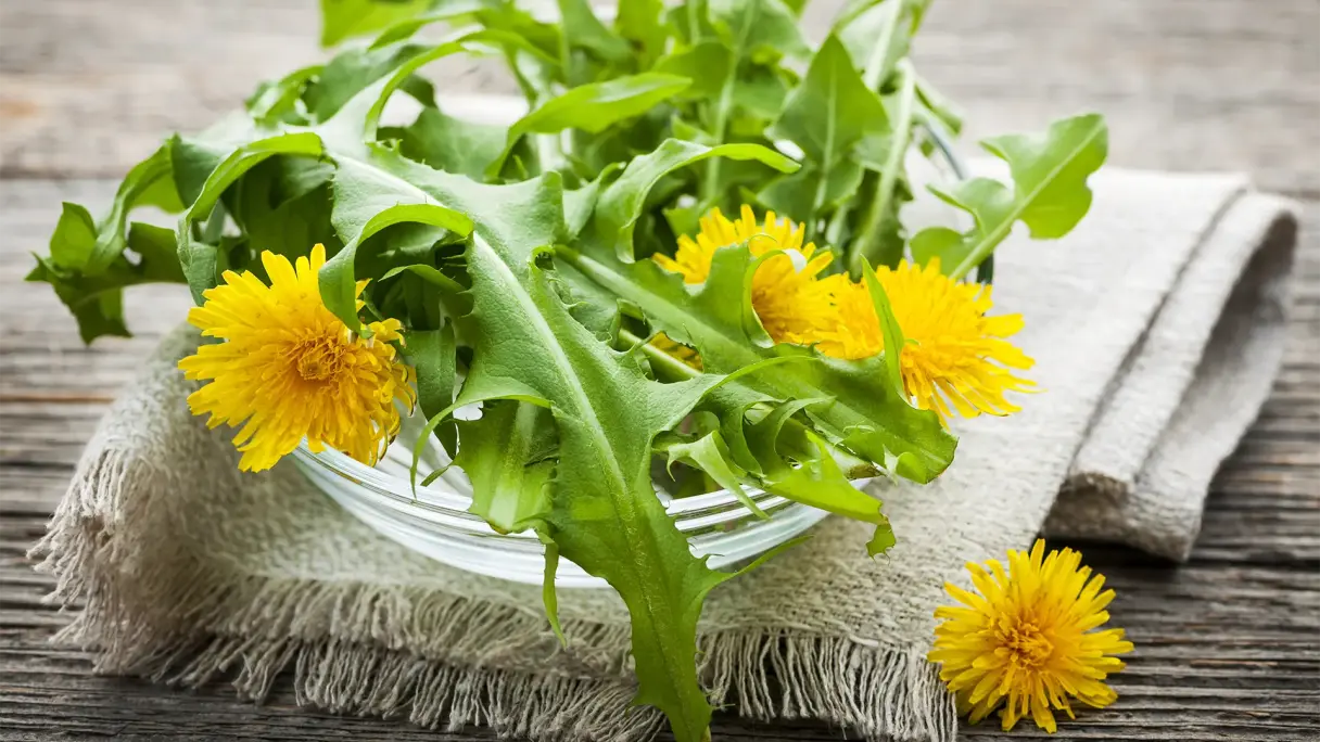 Frisch gesammelter Löwenzahn in einer Glasschale auf einem naturfarbenem Küchentuch, die auf einem Holztisch steht.