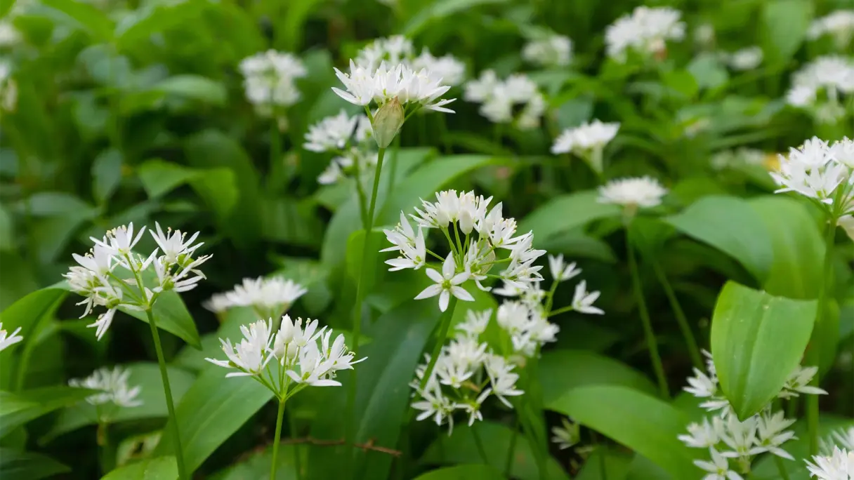 Ein Feld voller weiß blühender Barlauch-Pflanzen.