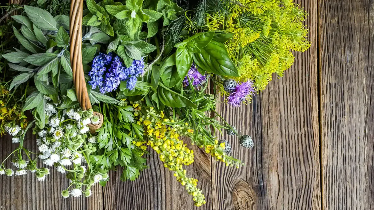 Frische Kräuter aus dem Garten in einem Korb auf einem Holztisch: Dill, Petersilie, Rosmarin, Basilikum, Kamille, Minze, Lavendel, Königskerze