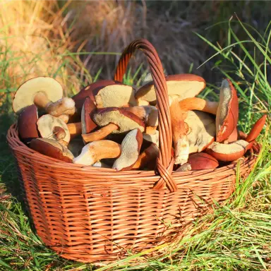 Ein geflochtener Weidekorb ist bis oben hin mit großen Braunkappen gefüllt. Die Pilze sind braun und haben einen Schwamm auf der Hutunterseite.