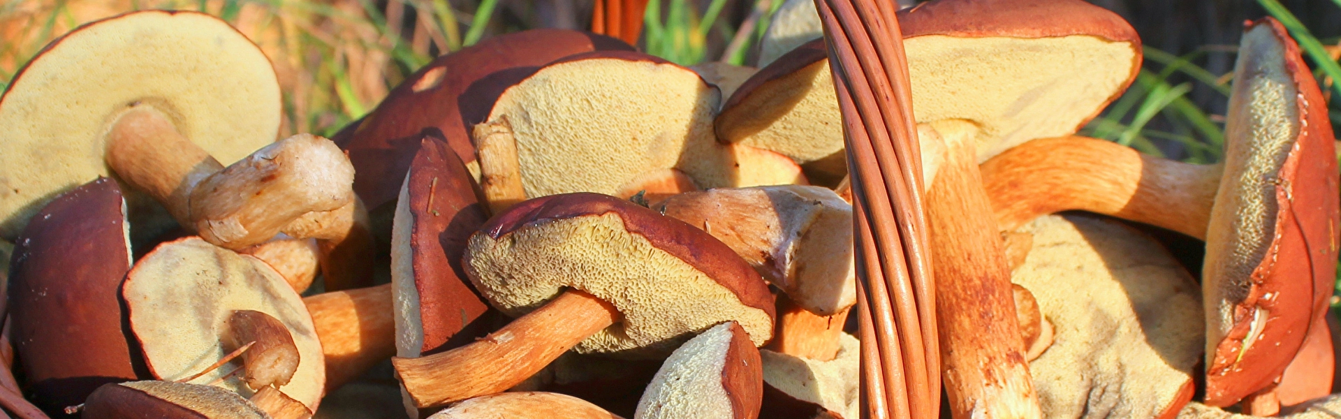 Ein geflochtener Weidekorb ist bis oben hin mit großen Braunkappen gefüllt. Die Pilze sind braun und haben einen Schwamm auf der Hutunterseite.