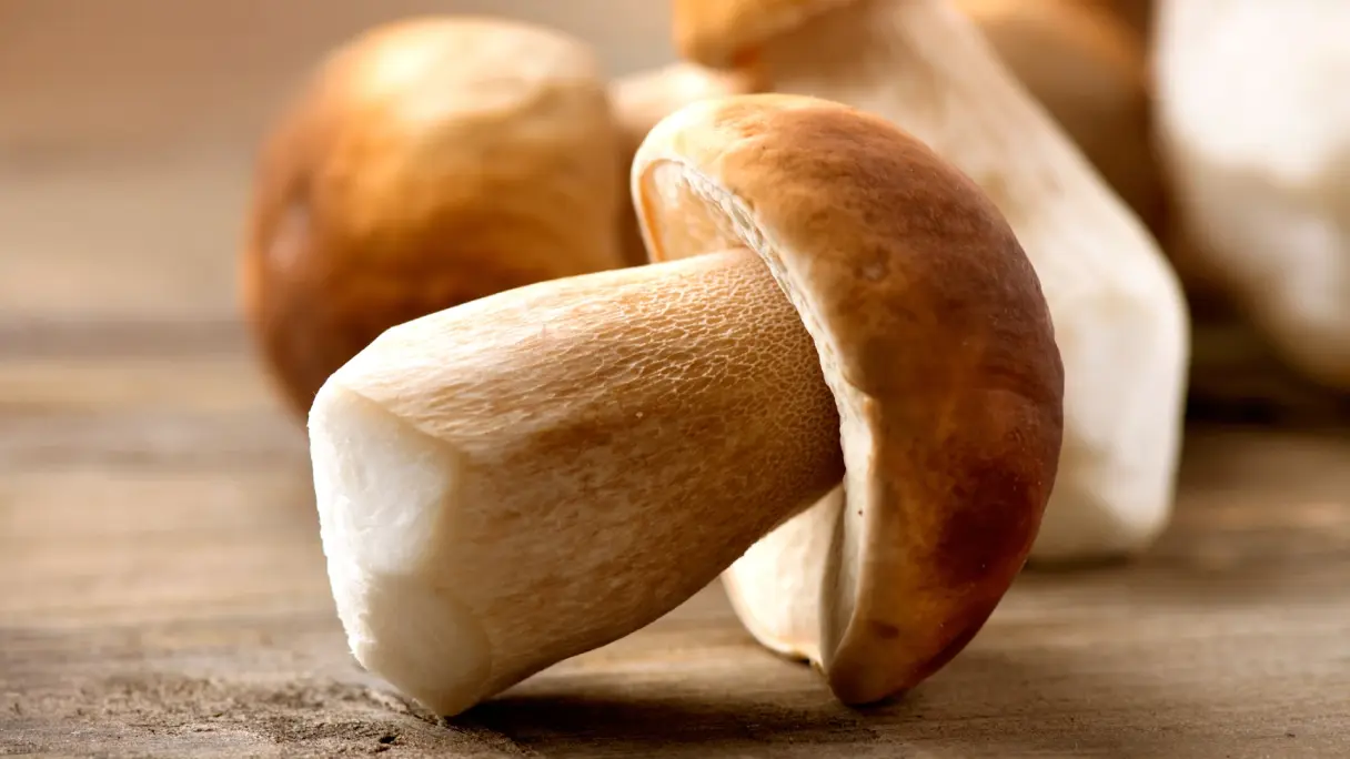 Detailansicht eines kleinen Steinpilzes. Er ist braun und hat eine feine Maserung auf dem Stiel. Im Hintergrund liegen verschwommen weitere Steinpilze.