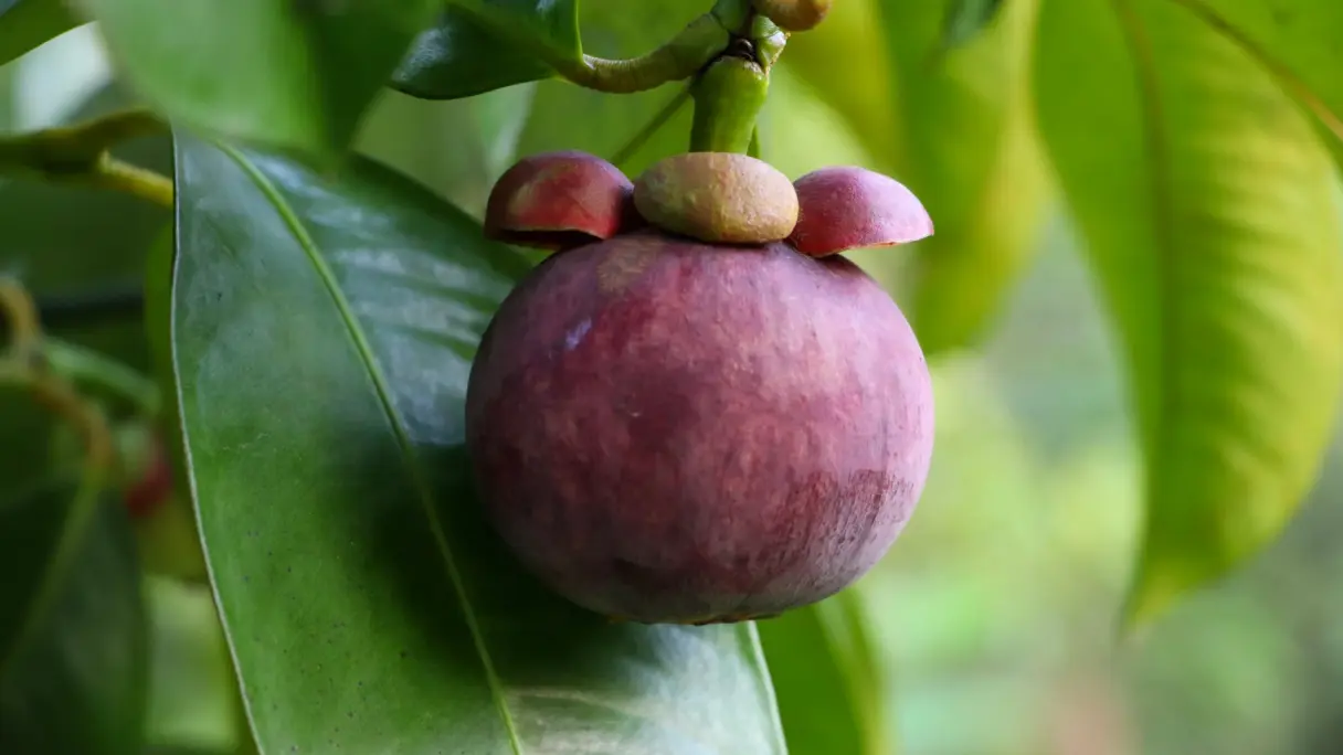 Mangosteen Mangosteen fruit ready for harvest, still hanging on the tree.