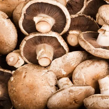 Portobello-Pilze Viele frische Portobello-Pilze in Nahaufnahme – große braune Pilzkappen mit Lamellen für vegetarische Gerichte.