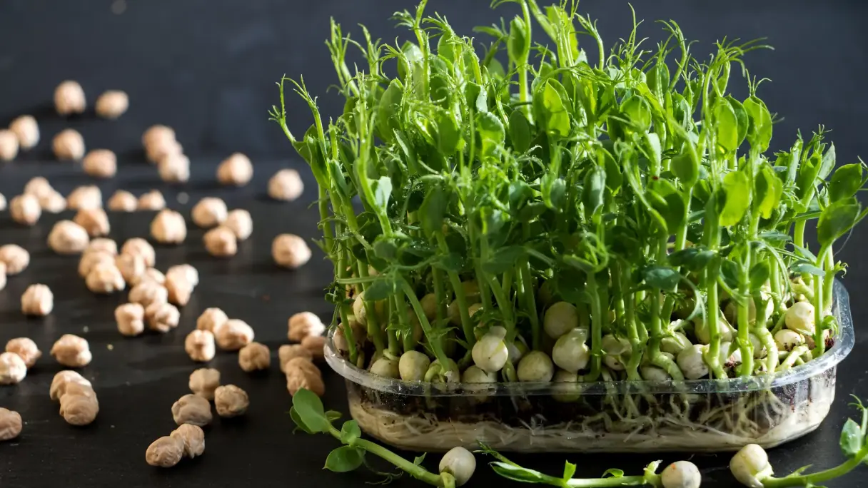Sprossen die selbst angebaut werden in einer Plastik Schale.