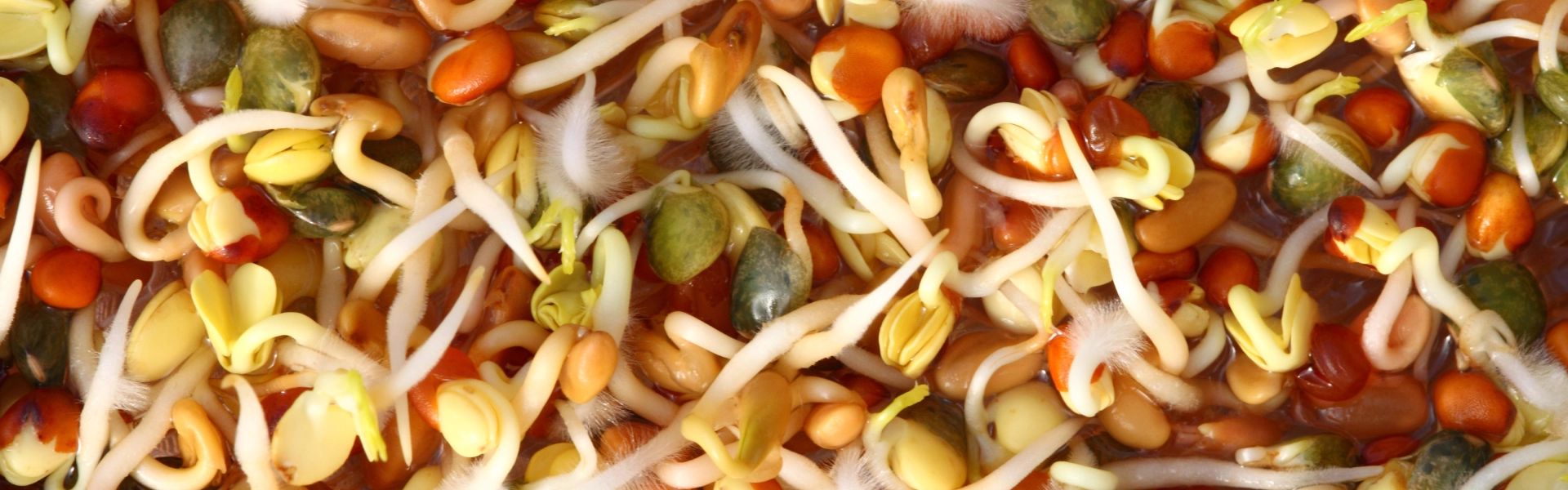 Viele verschiedene Sprossenarten auf einem Bild.