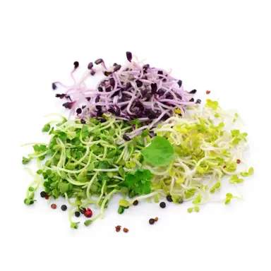 Sprossen isoliert auf weißem Hintergrund