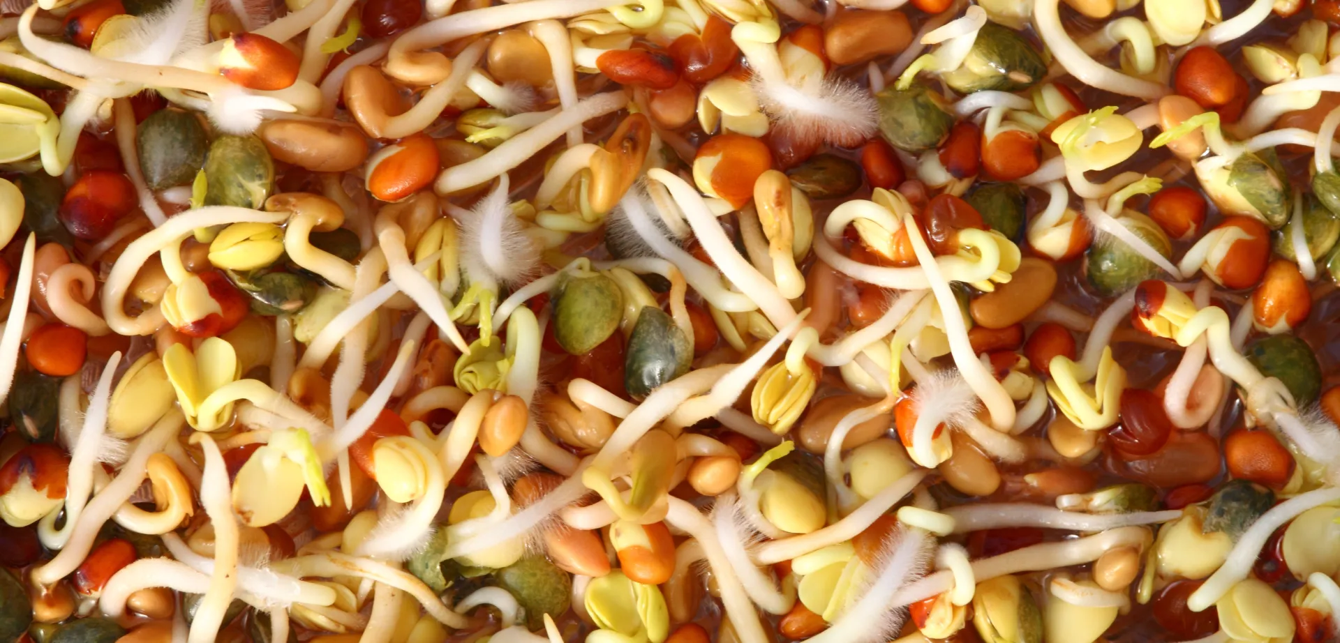 Viele verschiedene Sprossenarten auf einem Bild.