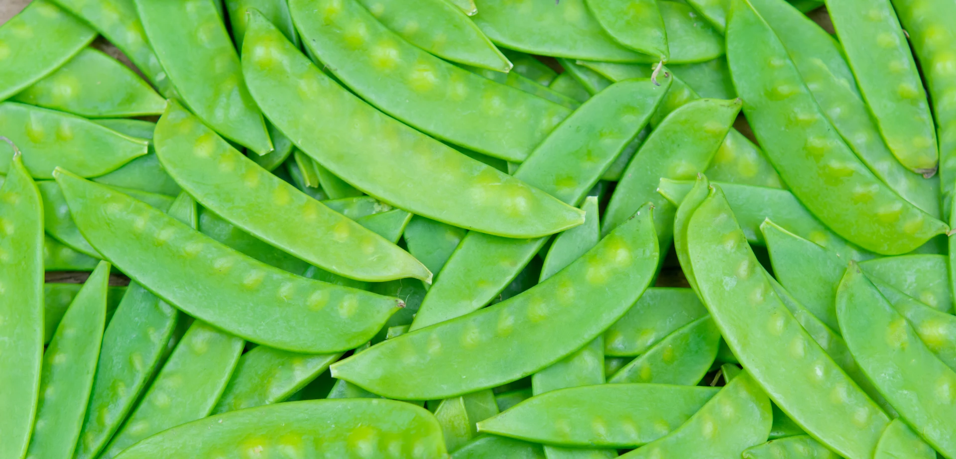 Viele Zuckerschoten die das ganze Bild füllen.