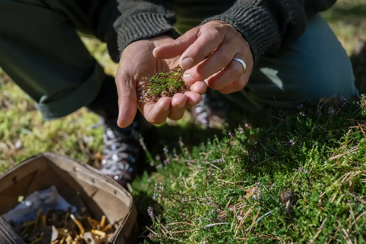 Close-up of hands holding fresh moss, next to a basket of collected mushrooms on a green forest clearing.