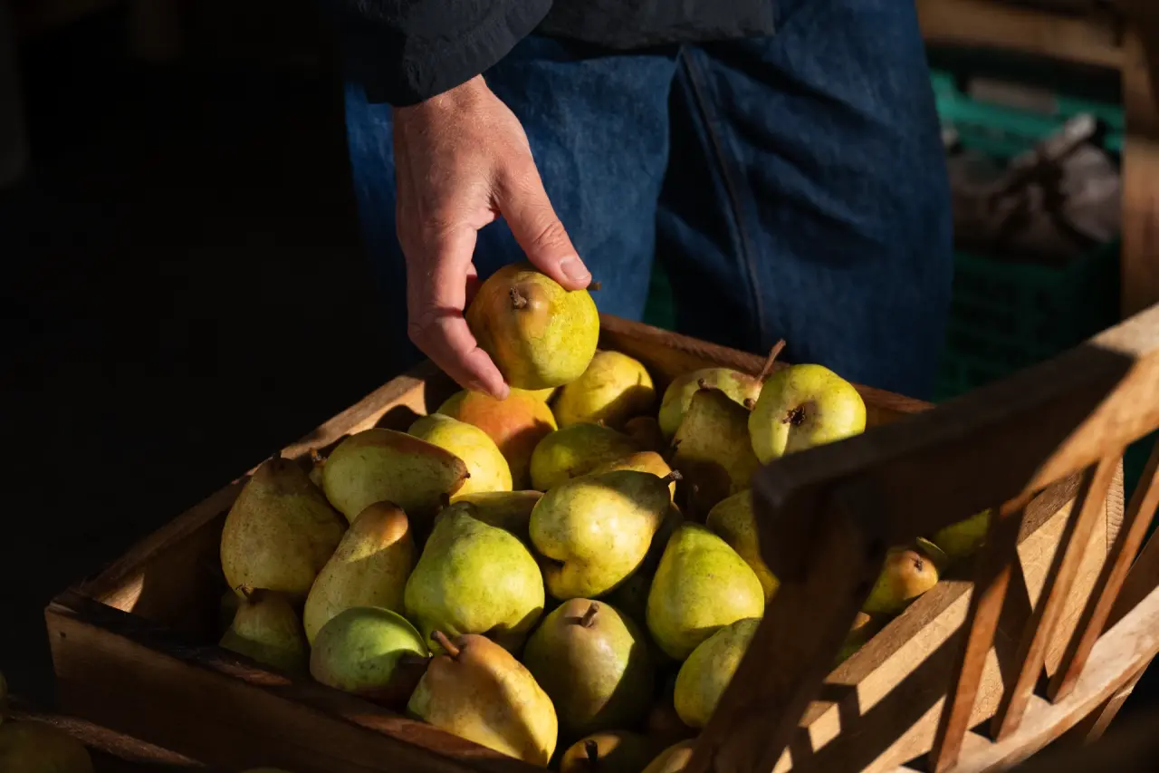 Hand picking a pear from a wooden crate filled with fresh pears in warm light.