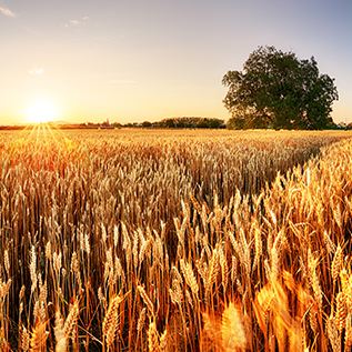 agriculture and forestry